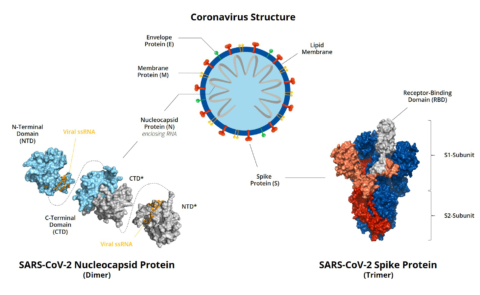 SARS-CoV-2 Antigens - InVivo Biotech Services