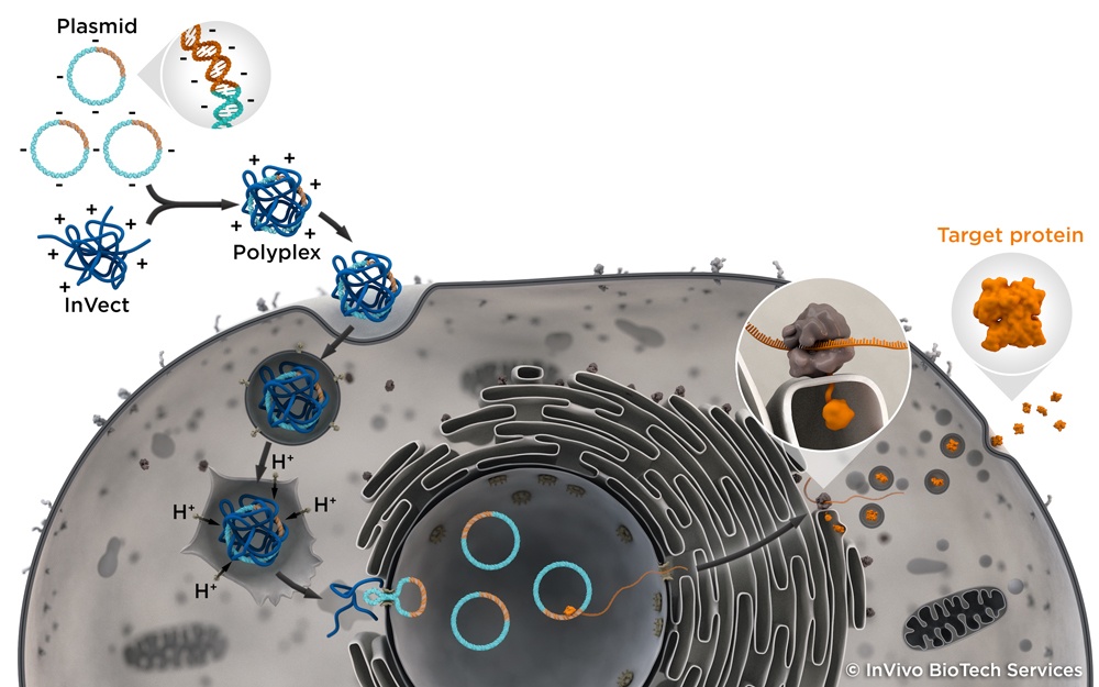 InVivo’s Expression System for transient Transfection 